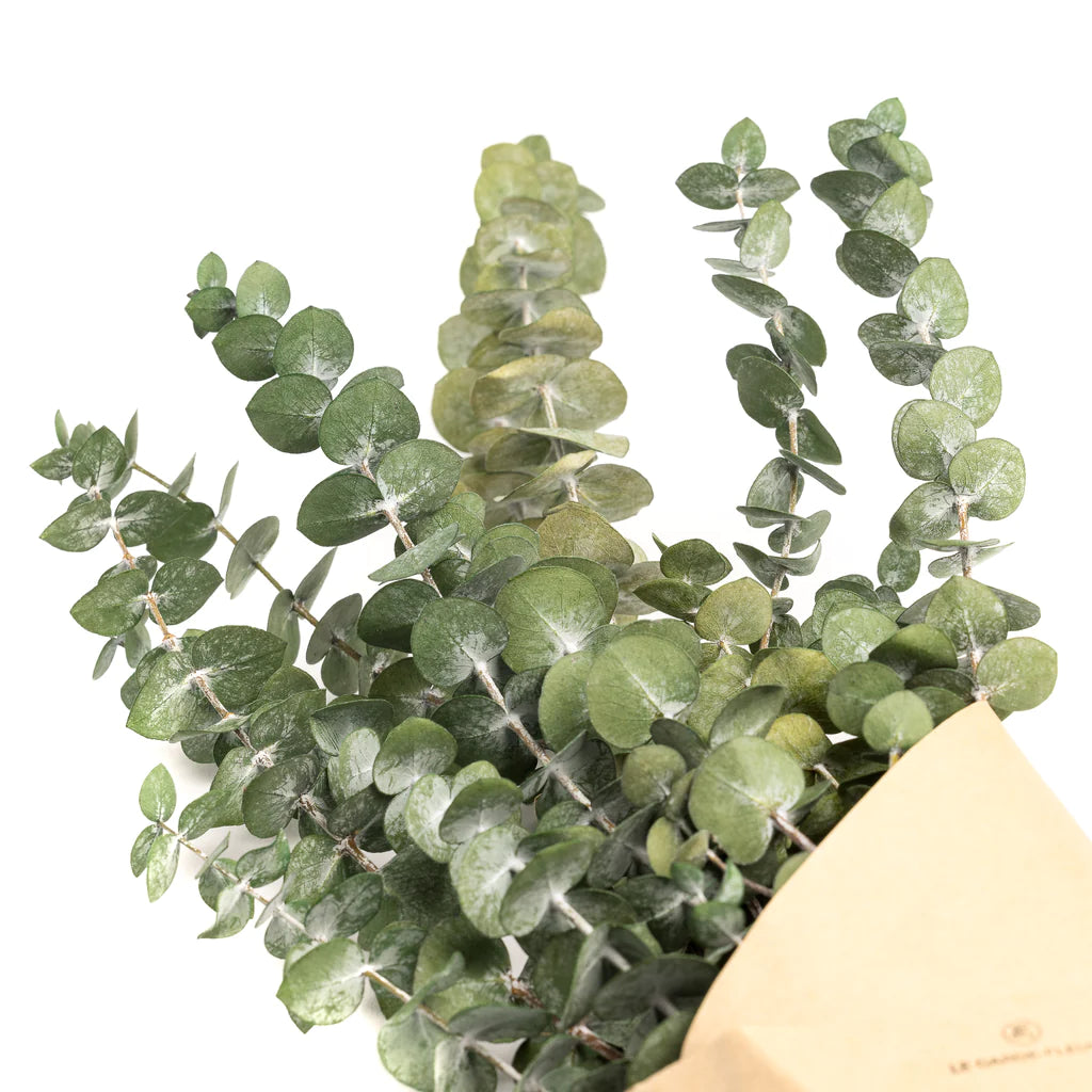 Bouquet d'eucalyptus séché